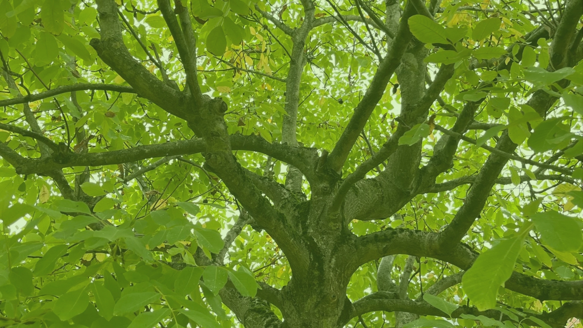 Garten_Gehoelzpflege_quer